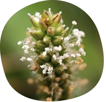 Kwiatostan babki płesznik z drobnymi białymi kwiatkami na zielonym rozmytym tle.